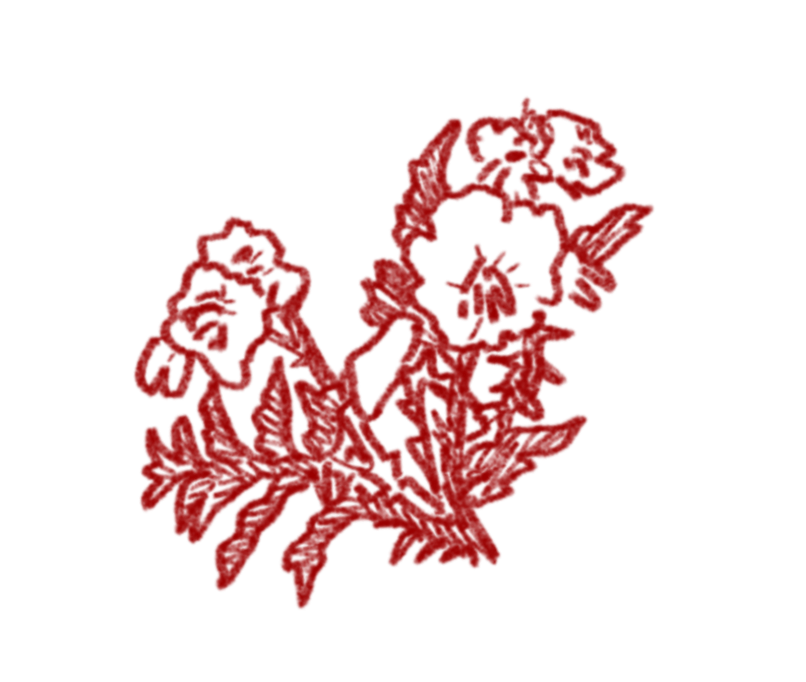 illustration of a rose plant